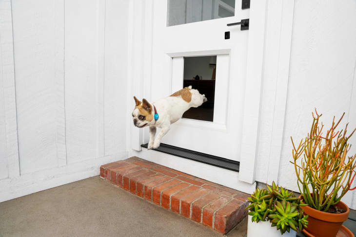 Apartment dog door clearance